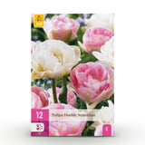 Green boutiQ - Bulbes de fleurs - Tulipe Double Sensation - Couleur Blanc et Rose - 12 pièces - Taille du bulbe 11/12 - Pack XXL