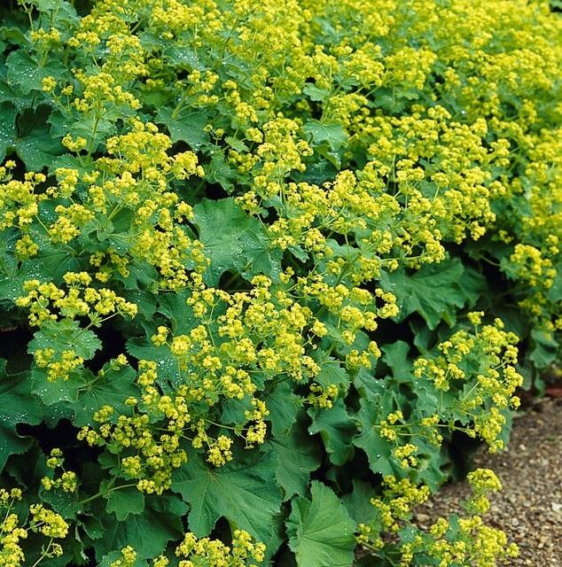 20x Alchemilla mollis - ↕10-25cm - Ø9cm