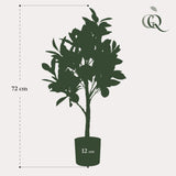 Kunstpflanze - Citrus Limonia - Zitronenbaum - 75 cm