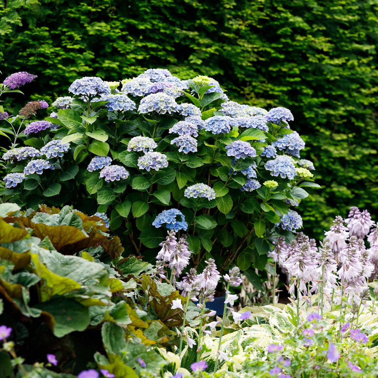Hortensia - Hydrangea Magical Revolution Blue - Blauw - 6-10 Bloemen - 2 Planten - Pot 23cm Hoogte 55cm