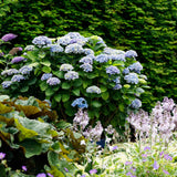 Hortensia - Hydrangea Magical Revolution Blue - Blauw - 6-10 Bloemen - 2 Planten - Pot 23cm Hoogte 55cm