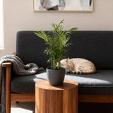 Chamaedorea elegans - Goudpalm - Huisdiervriendelijke Plant - Groen - 2 Planten - met Potter Grijs - Pot 12cm - Hoogte 15cm