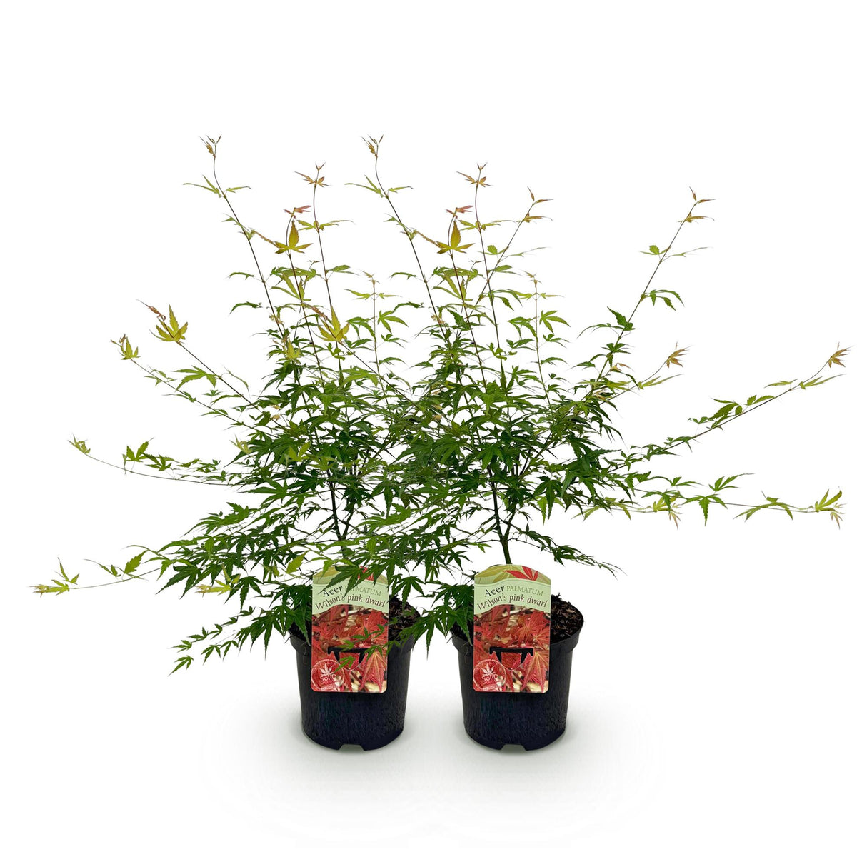 Green boutiQ - Terrasplant - Japanse Esdoorn - Acer palmatum Pink Dwarf - Roze - 2 Planten - Bladverliezend - Pot 19cm Hoogte 70cm