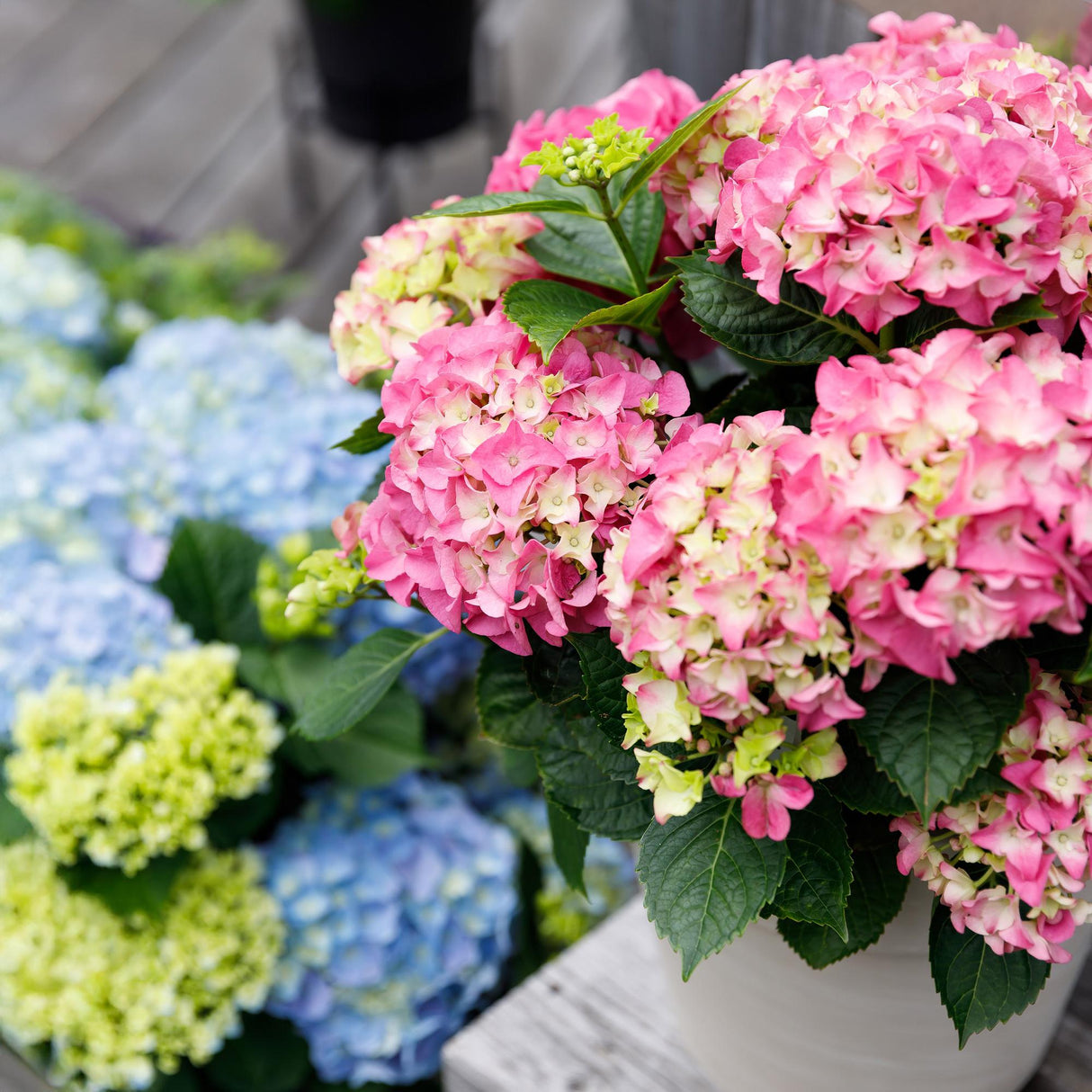 Terrasplant - Hortensia - Hydrangea Forever & Ever - Roze - 7-12 Bloemen - 2 Planten - Pot 23cm Hoogte 55cm