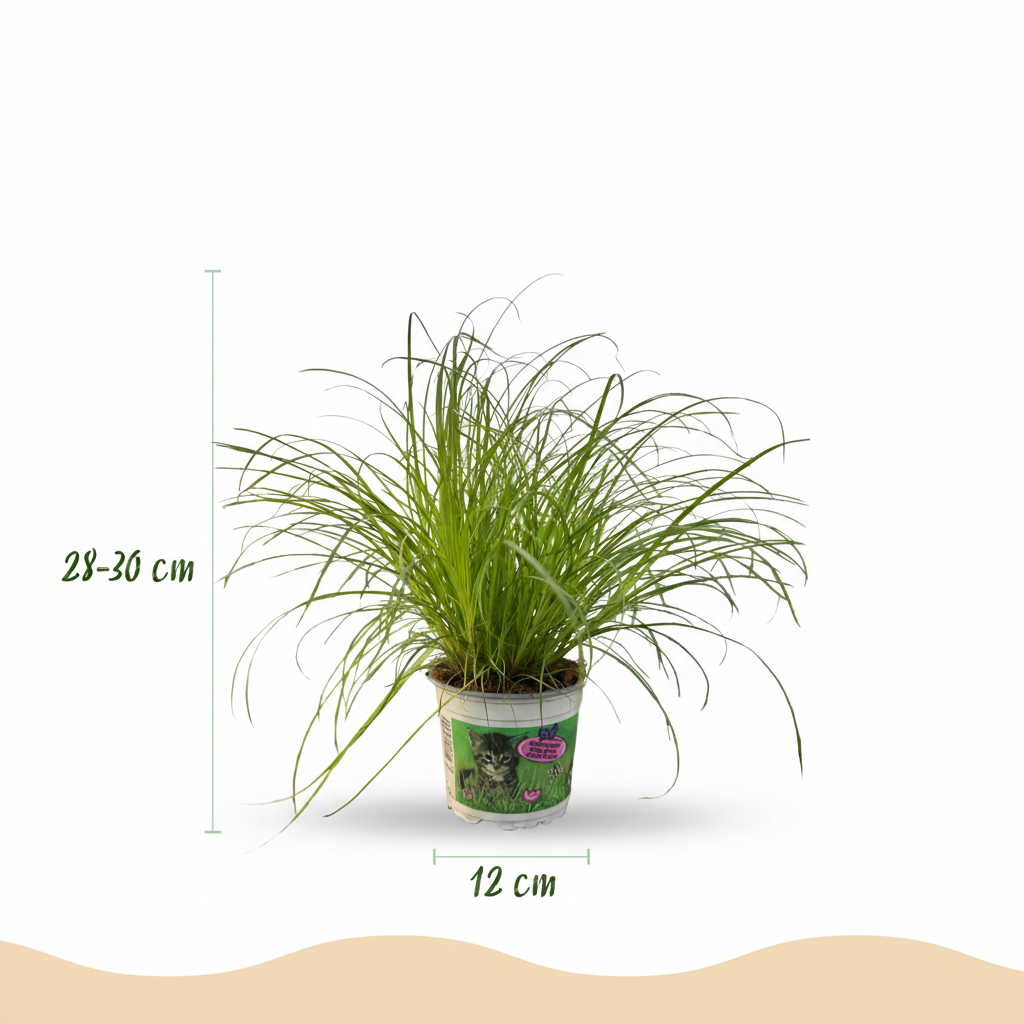 Cyperus alternifolius Zumula - Kattengras - Huisdiervriendelijke Plant - Groen - 4 Planten - met Potter Grijs - Pot 12cm - Hoogte 20cm