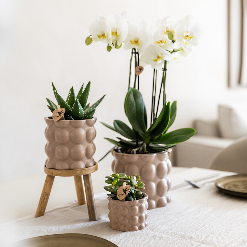 Kolibri Orchids | Plantenset Cotton zand | Groene planten met witte Phalaenopsis orchidee Ghent in keramieken sierpotten