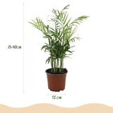 Chamaedorea elegans - Goudpalm - Huisdiervriendelijke Plant - Groen - 2 Planten - met Potter Grijs - Pot 12cm - Hoogte 15cm
