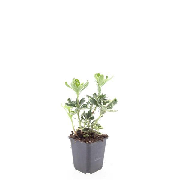 24x Pachysandra term. 'Variegata' - ↕10-25cm - Ø9cm