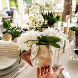 Kolibri Company | Set  planten + sierpotten voor tafelaankleding diner - potmaat Ø9cm & Ø6cm | bloeiende kamerplanten - vers van de kweker