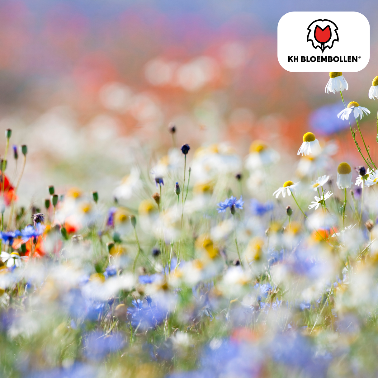 Wildblumensamen-Mischung – 100 Gramm | Gut für Bienen, Schmetterlinge & Biodiversität | ± 30–50 m²