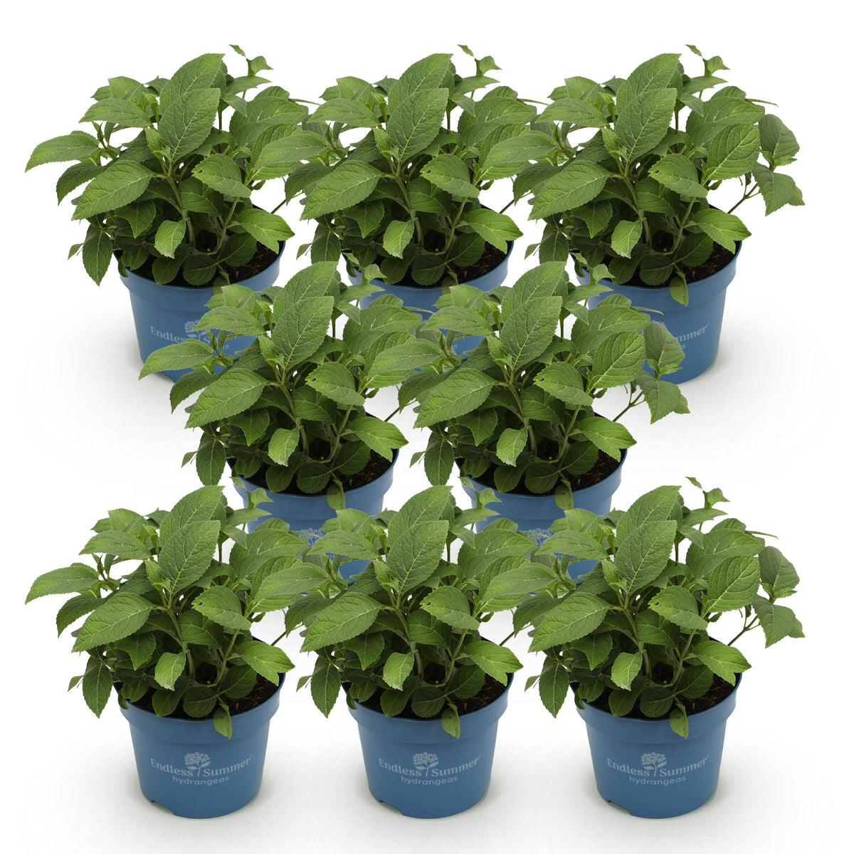 Green boutiQ - Tuinplant - Hydrangea Endles Summer The Bride - Hortensia - Winterhard - Wit - 8 Planten - Pot 14cm -Hoogte 20-25cm