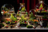 Frosty Kerstmis terrarium - Planten terrarium  DIY kit Christmas -  -  Ø 17 cm ↑ 25 cm