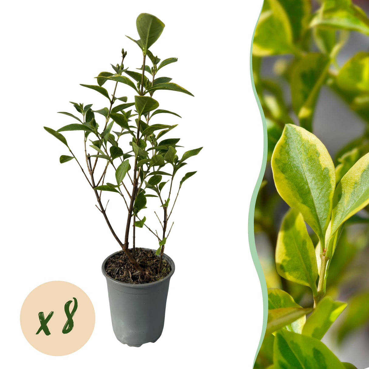 Green boutiQ - Haagplanten - Ligustrum ovalifolium Aureum - blad geel groen - 8 planten - 1 strekkende meter - groenblijvend - pot  9cm hoogte 35-40cm