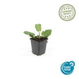 24x Salvia nem. 'Mainacht' - ↕10-25cm - Ø9cm