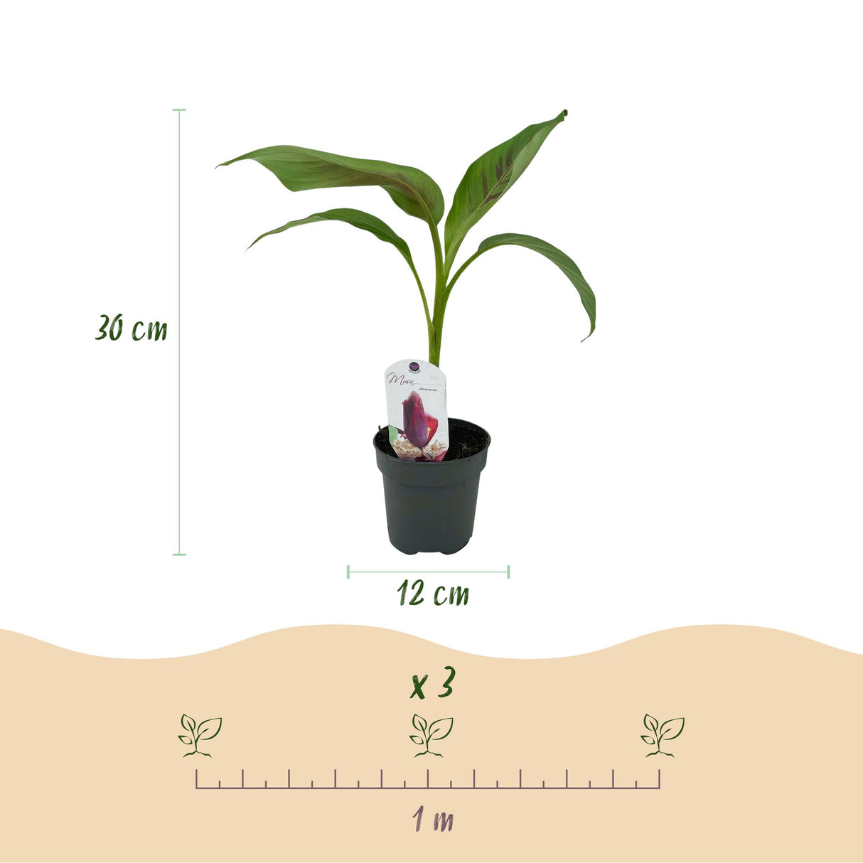 Green boutiQ - Fruitplant - Bananen plant - Musa sikkemensis Red Tiger - Winterhard - 6 planten - Pot 12cm Hoogte 30cm