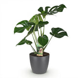 Monstera Deliciosa - Gatenplant - Weinig onderhoud - Groen - 1 Plant - met Potter Grijs - Pot 21cm - Hoogte 70-80cm