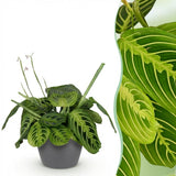 Maranta Fascinator Lemon Lime - Gebedsplant - Huisdiervriendelijke Plant - Groen - 1 Plant - met Potter Grijs - Pot 12cm - Hoogte 25cm