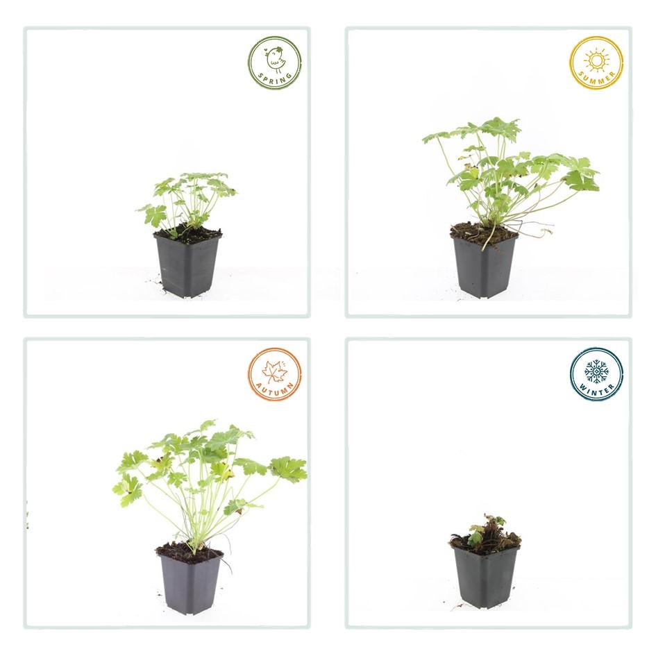 24x Geranium macr. 'Czakor' - ↕10-25cm - Ø9cm