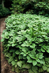 48x Pachysandra terminalis - ↕10-25cm - Ø9cm