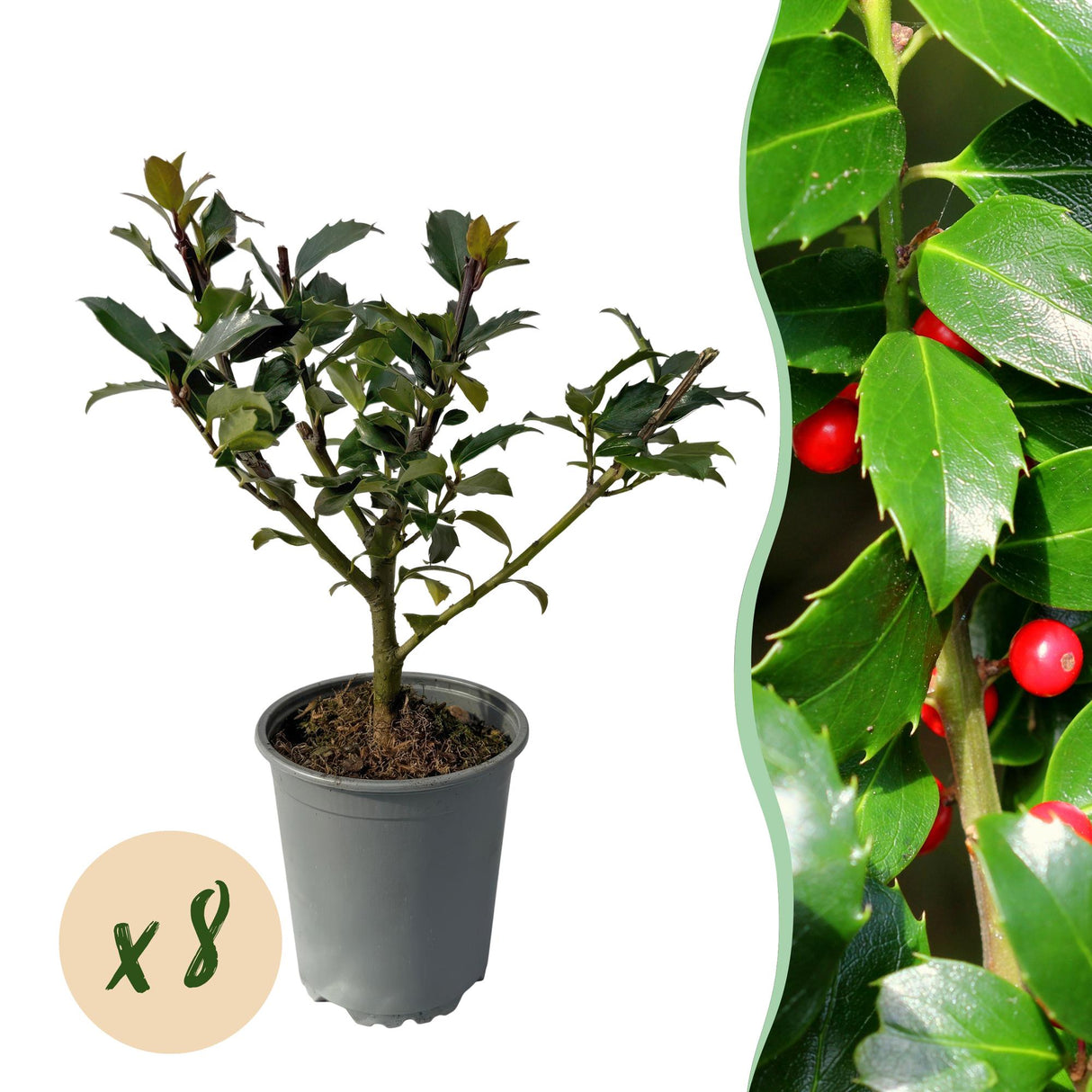 Green boutiQ - Haagplanten - Ilex Blue maid- blad groen - 8 planten - 1 strekkende meter - groenblijvend - pot 9cm hoogte 25-30cm