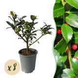Green boutiQ - Haagplanten - Ilex Blue maid- blad groen - 8 planten - 1 strekkende meter - groenblijvend - pot 9cm hoogte 25-30cm