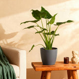 Alocasia Cucullata - Boeddha,s hand - Weinig onderhoud - Groen - 1 Plant - met Potter Grijs - Pot 21cm - Hoogte 65-70cm