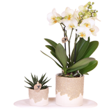 Giftset Bloom Sand | Witte Lausanne orchidee Ø9cm + groene plant Ø6cm – incl. keramieke sierpotten & wit dienblad – vers van de kweker