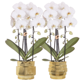 Kolibri Orchids | Plantenset Allure Shiny Goud - 2 Witte Phalaenopsis Orchideeën Niagara Fall White - Ø12 cm