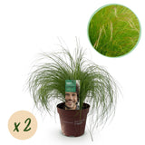 Siergrassen - Stipa tenuifolia Pony Tails - Groen - 2 Planten - Bladhoudend - Weinig Onderhoud - Pot 17cm Hoogte 50cm