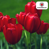 Tulpenbollen Seadov – 20 Stuks | KH Bloembollen® | Dieprode Tulp – Krachtig, Klassiek & Tijdloos – Voor Tuin of Pot – Maat 11/12 – Vers van de Teler