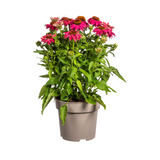 Echinacea Purpurea Pourpre Ø19cm - ↕60cm - Ø70cm
