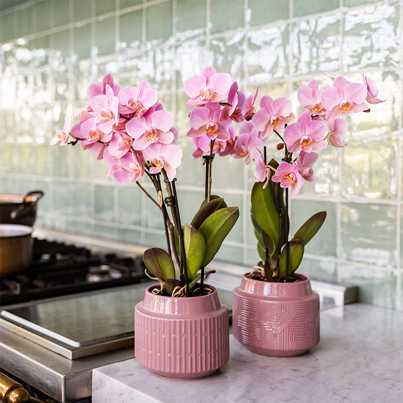 Kolibri Orchids - Surprise box mix - planten eenkleurig voordeel box - verrassingsbox met 2 orchideeën Ø9cm - vers van de kweker