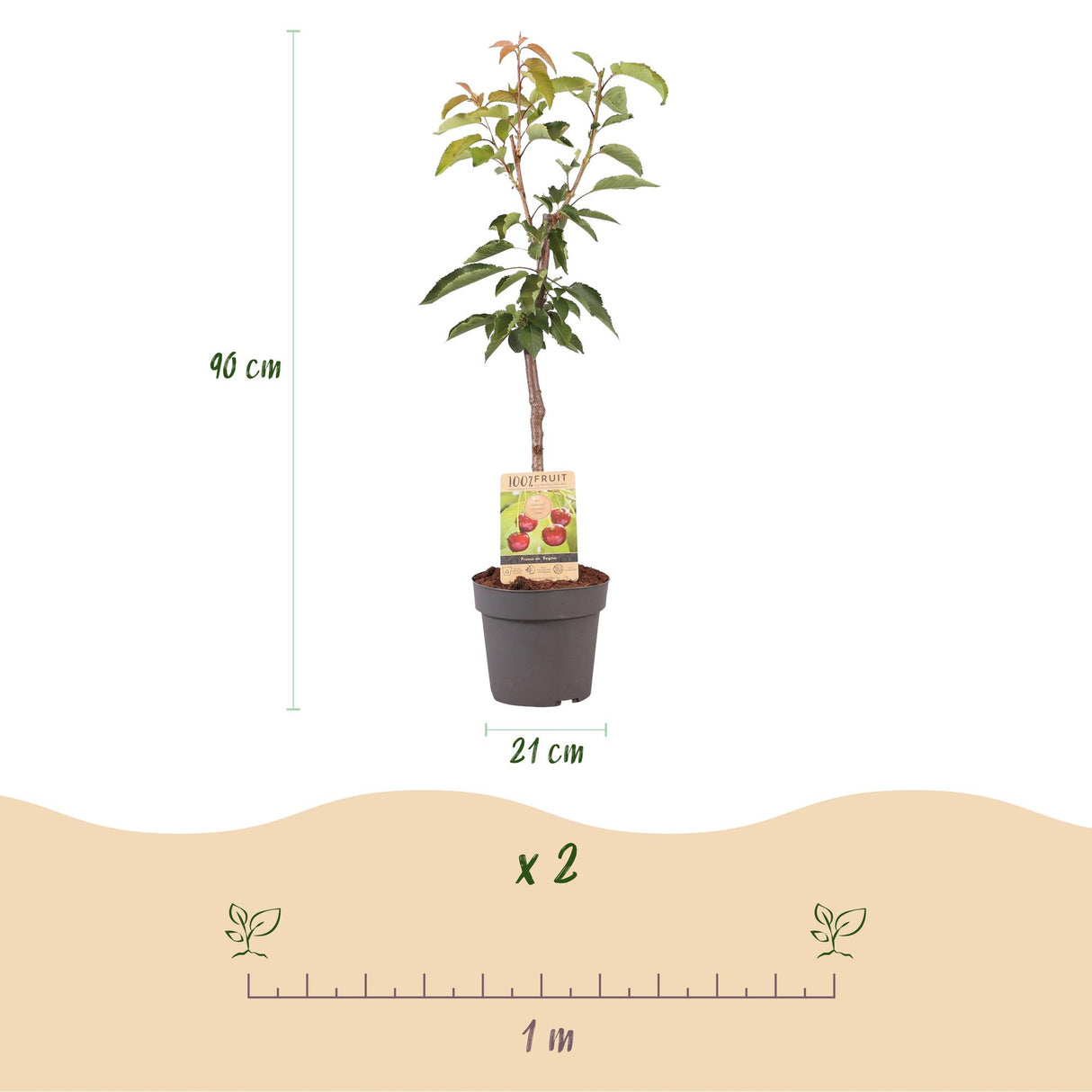 Kersenboom - Prunus avium Regina  - Rode kers - Pot 21cm Hoogte 90cm