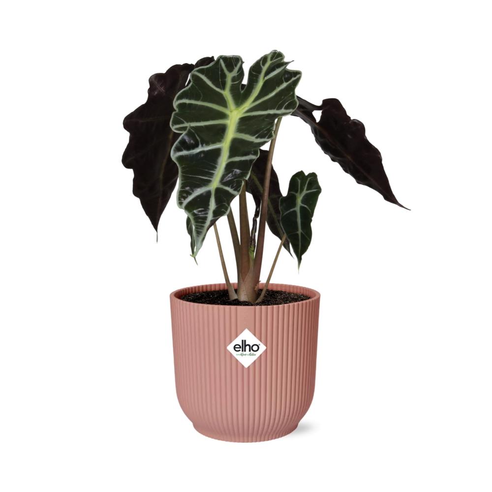 Alocasia ‚Polly‘ in ELHO Vibes Fold 14cm rosa