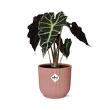 Alocasia ‚Polly‘ in ELHO Vibes Fold 14cm rosa