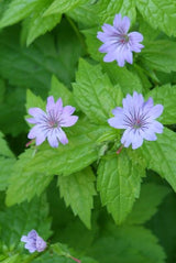 60x Geranium nodosum - ↕10-25cm - Ø9cm