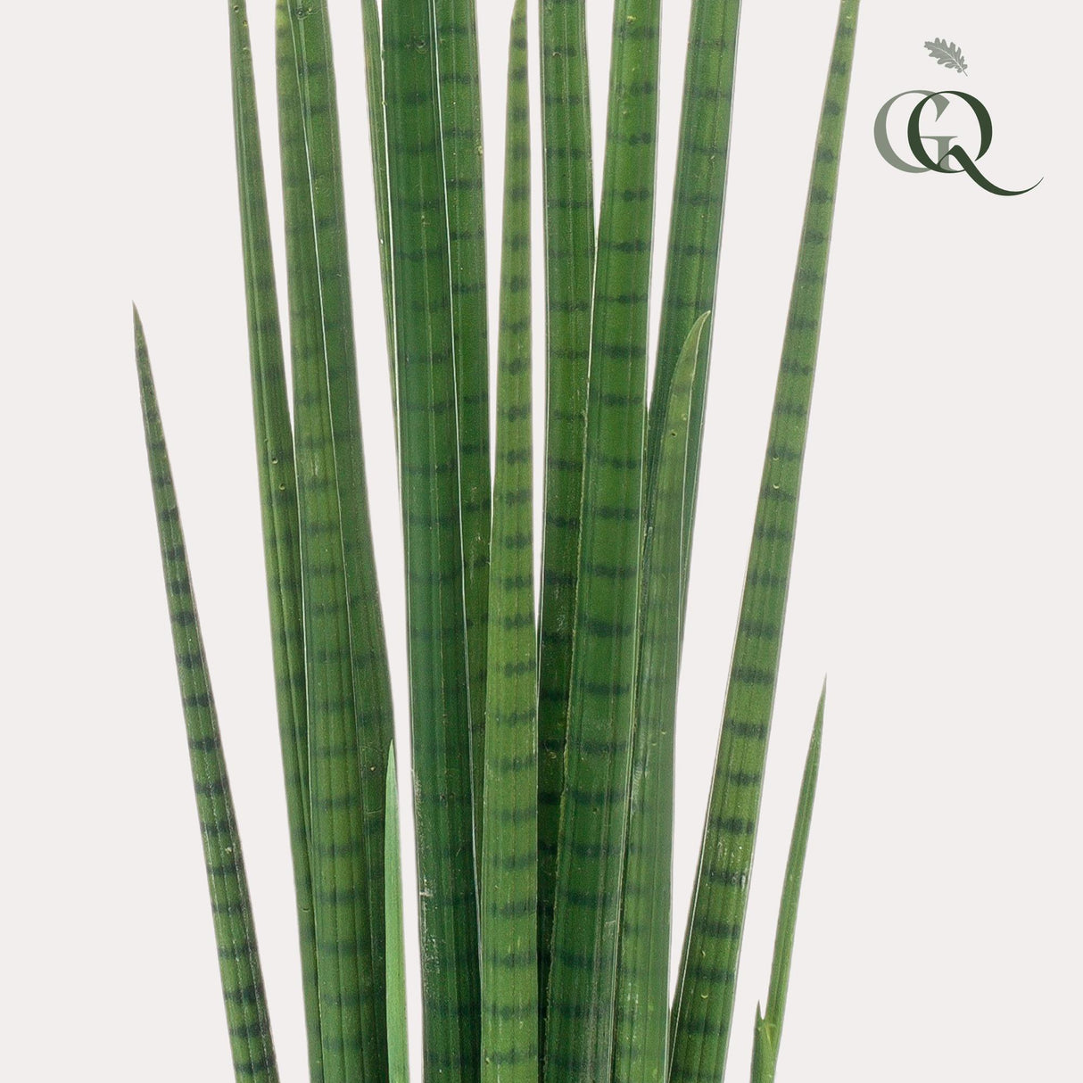 Kunstpflanze - Sanseveria Cylindrica - Bogenhanf - 70 cm