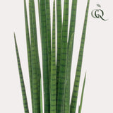 Kunstpflanze - Sanseveria Cylindrica - Bogenhanf - 70 cm