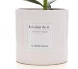 Clusia Rosea Gift "Let's Clean The Air" WITH GREETING CARD! - Ø12cm - ↕30cm