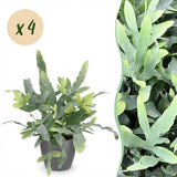 Phlebodium aureum Blue Star - Blauwe Varen - Huisdiervriendelijke Plant - Blauw - 4 Planten - met Potter Grijs - Pot 12cm - Hoogte 25cm