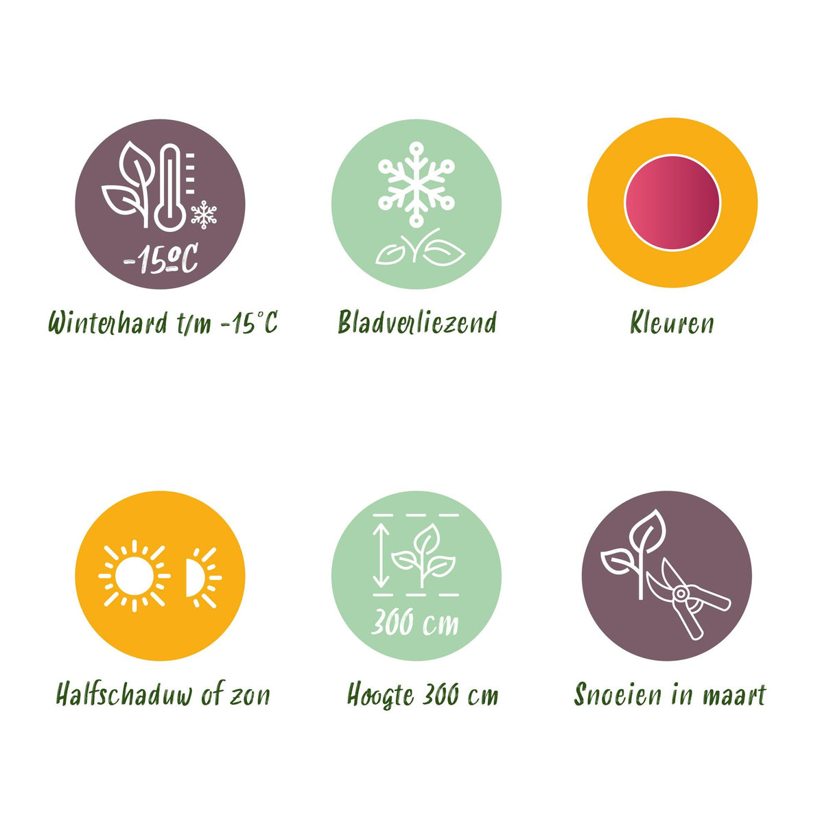 Green boutiQ - Terrasplant - Japanse Esdoorn - Acer palmatum Phoenix - Roze - 2 Planten - Bladverliezend - Pot 19cm Hoogte 70cm