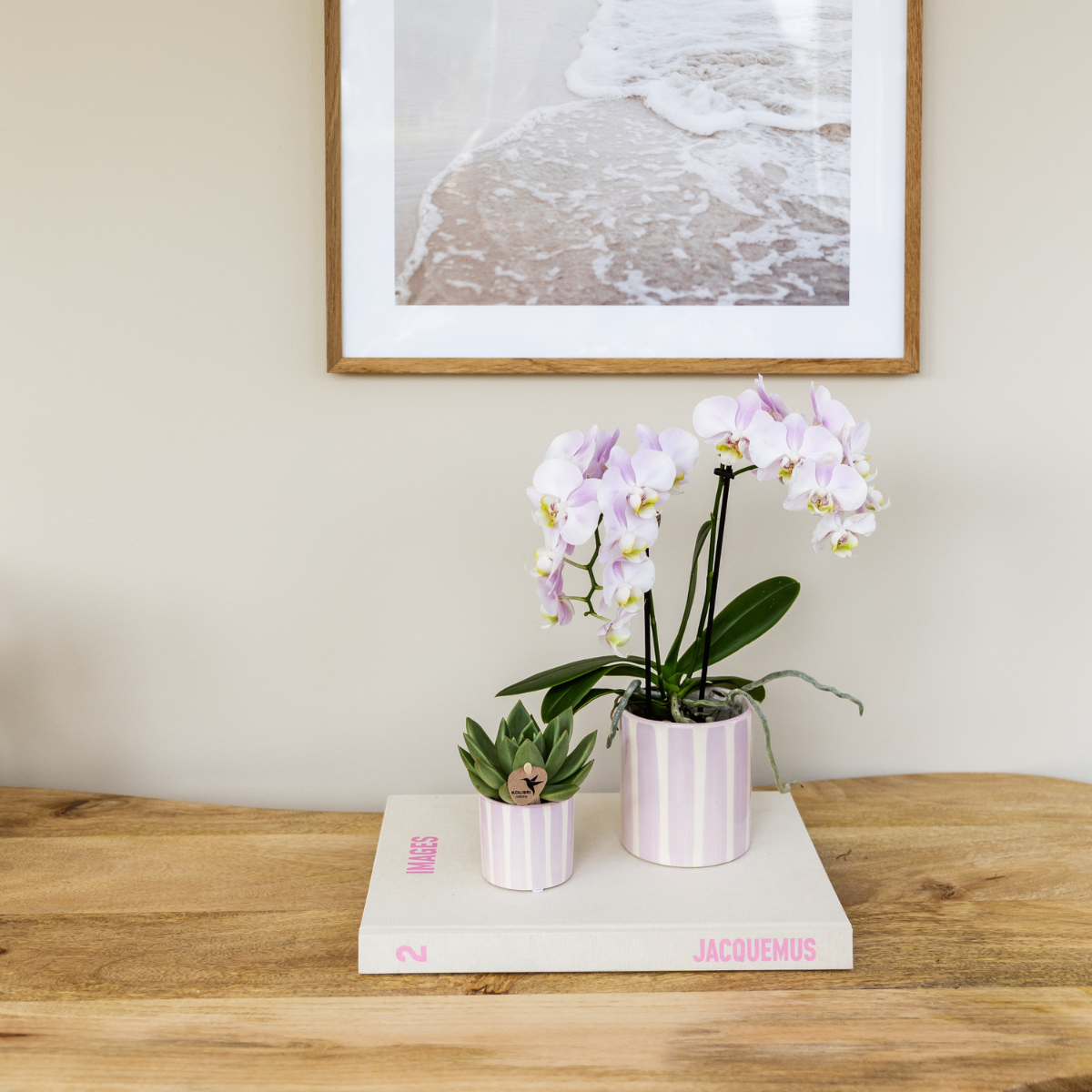 Kolibri Orchids | Roze Phalaenopsis orchidee Portugal + Painted Stripe pot roze - potmaat Ø9cm | bloeiende kamerplant - vers van de kweker