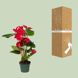 Flamingoplant / Anthurium – ↕40cm – ⌀12cm