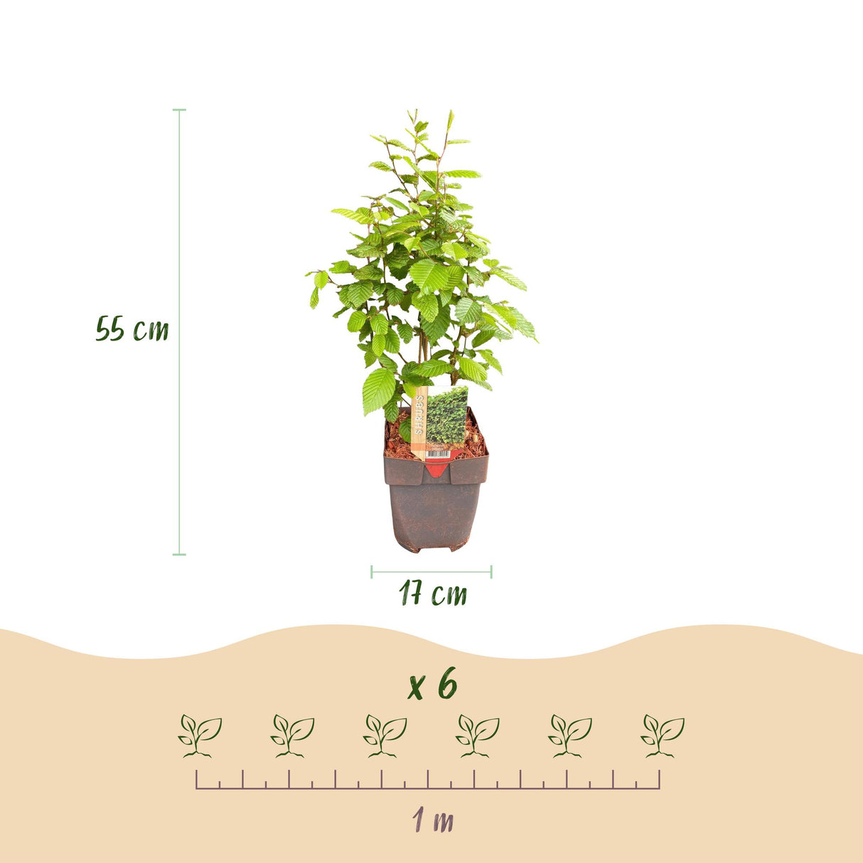 Green boutiQ - Haagplanten - Carpinus betulus -  blad groen - 6 planten - 1 strekkende meter - bladverliezend - pot 17cm hoogte 55cm