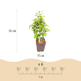 Green boutiQ - Haagplanten - Carpinus betulus -  blad groen - 6 planten - 1 strekkende meter - bladverliezend - pot 17cm hoogte 55cm