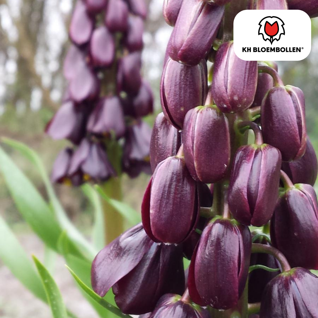 Fritillaria / Couronne impériale Purple Favorite 5 pièces