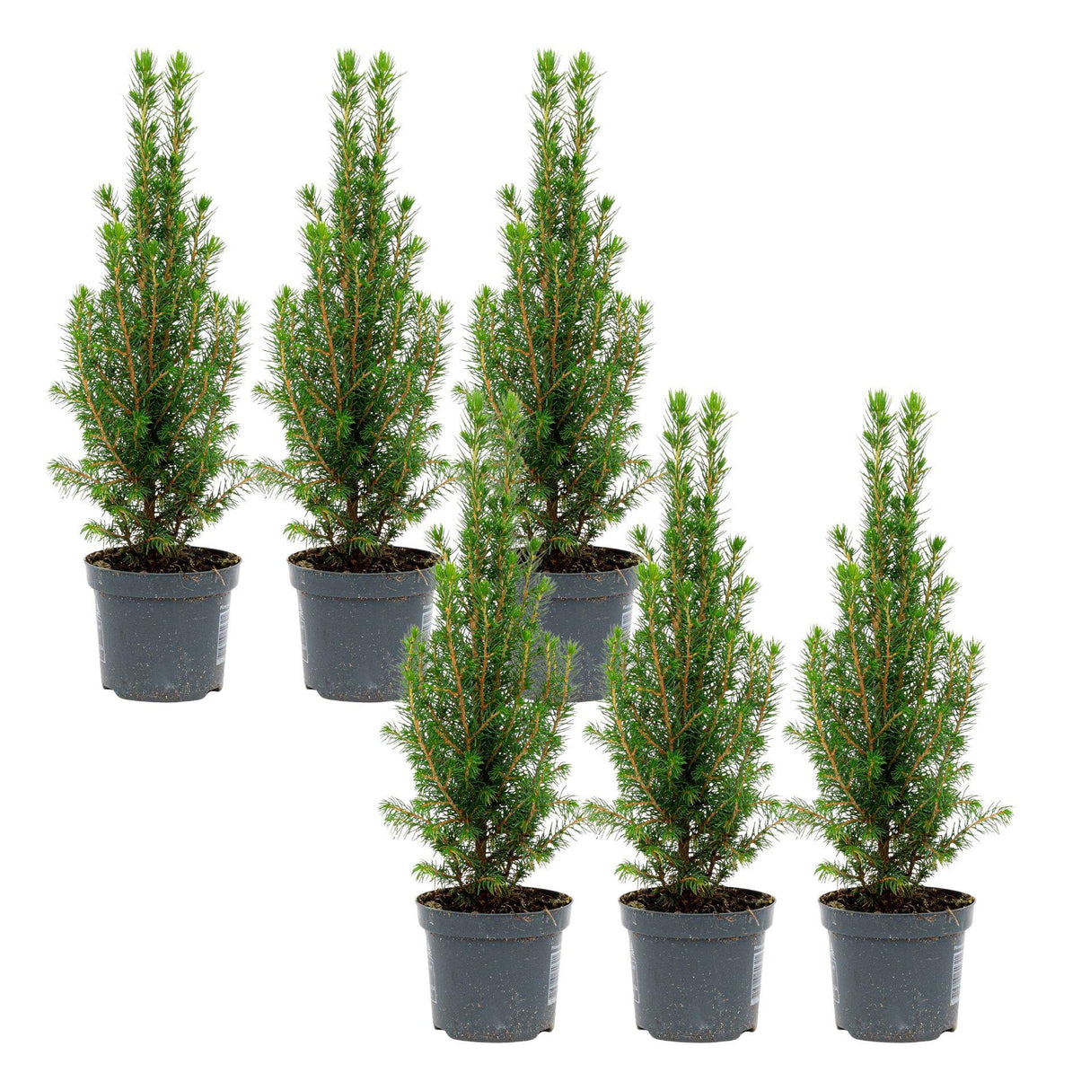6x Mini-Kerstboom - Chamaecyparis - 25-30 cm