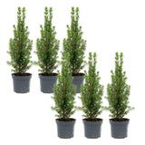 6x Mini-Kerstboom - Chamaecyparis - 25-30 cm