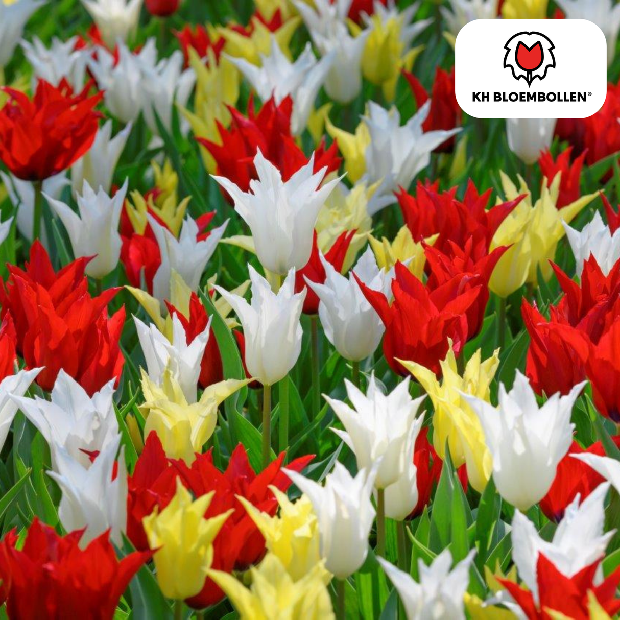 Tulpenbollen Tres Chic Mix – 20 Stuks | KH Bloembollen® | Rood, Geel & Witte Tulpen – Stijlvol, Fris & Kleurrijk – Voor Tuin of Pot – Maat 11/12 – Vers van de Teler