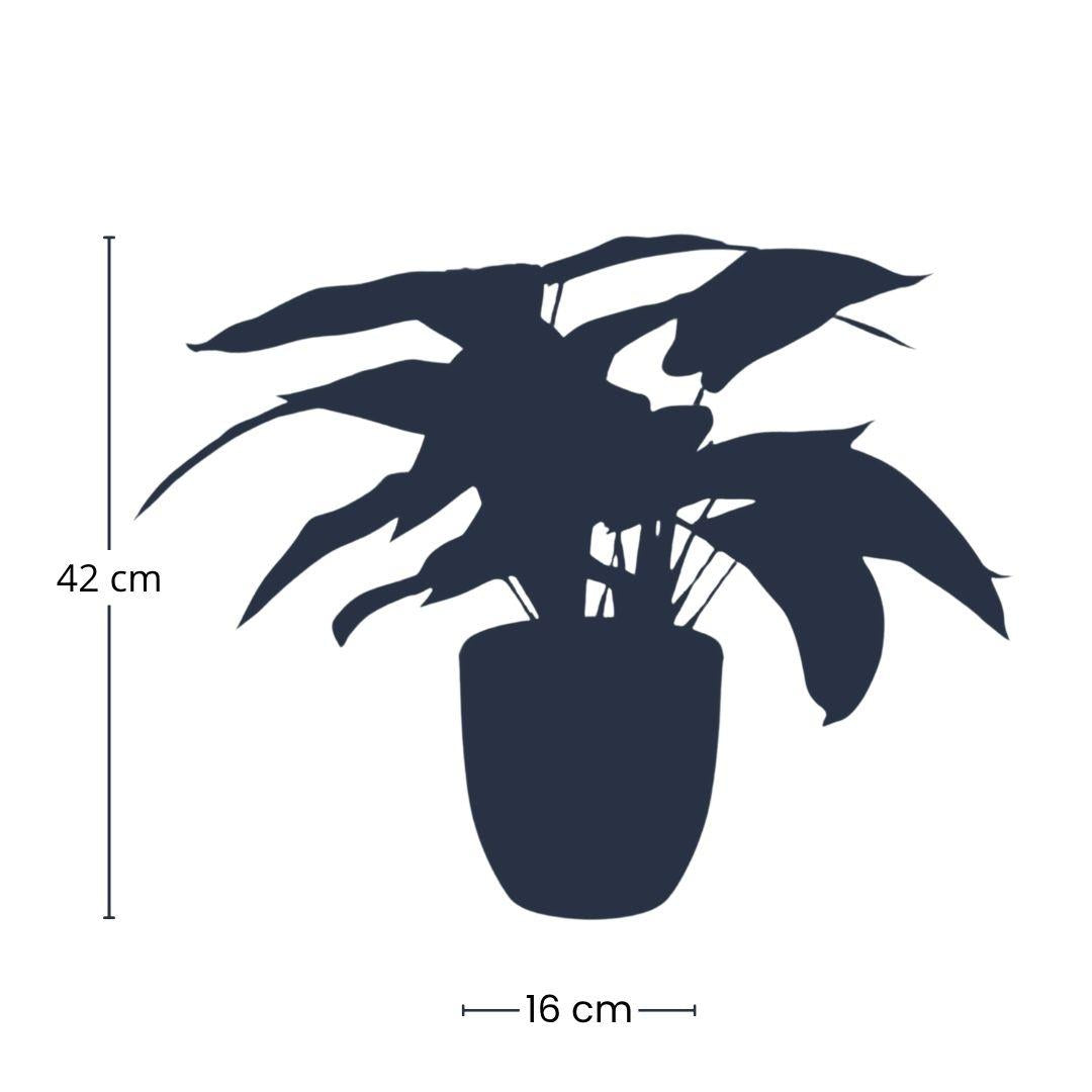 Calathea Zebrina en pot noir - 42 cm de hauteur - Plante artificielle